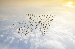 Agile Leadership